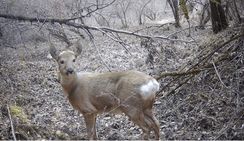 生物多樣性保護(hù)重大工程 7 建立紅外相機(jī)觀測網(wǎng)絡(luò),還原野生動(dòng)物真實(shí)風(fēng)貌